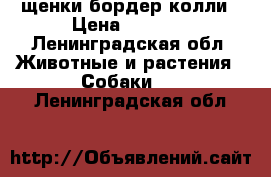 щенки бордер колли › Цена ­ 7 000 - Ленинградская обл. Животные и растения » Собаки   . Ленинградская обл.